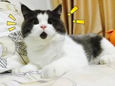 https://mmbiz.qpic.cn/mmbiz_jpg/hKa6gNx79JpSNsgibnzA2dHY4wRAvG7I0WTe6RK9ic9WcxJ0CJgCuHDK6ZMqp6iaGGcWC9WhPPZDmtUliaforCCF3w/640?wx_fmt=jpeg